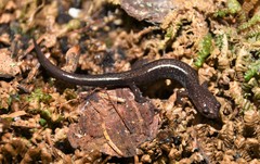 Plethodon nettingi