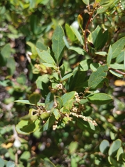 Quercus vacciniifolia