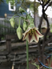 Allium siculum