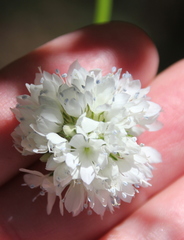 Gilia capitata abrotanifolia