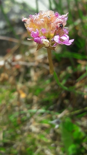 Armeria bigerrensis