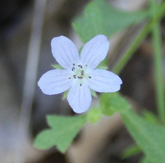 Nemophila menziesii integrifolia