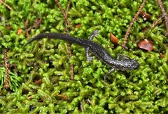 Plethodon wehrlei