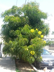 Cassia leptophylla