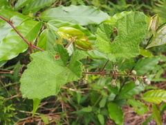 Rubus alceifolius