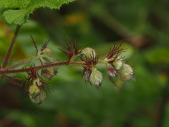 Rubus alceifolius