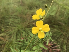 Ludwigia virgata