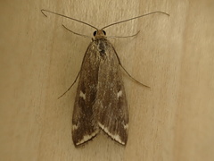 Loxostege sticticalis