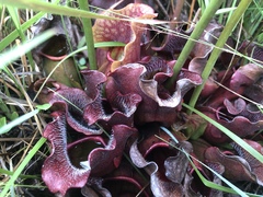 Sarracenia purpurea venosa