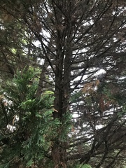 Cupressus × leylandii