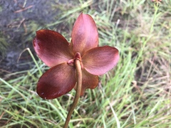 Sarracenia purpurea venosa