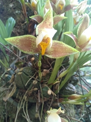 Lycaste deppei