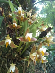 Lycaste deppei