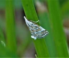 Leptosteges parthenialis