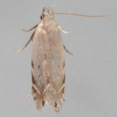 Battaristis nigratomella