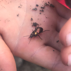 Poecilus cupreus