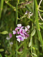 Carmichaelia odorata