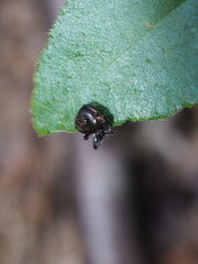 Eriovixia hainanensis