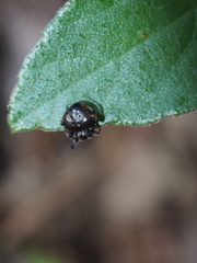 Eriovixia hainanensis