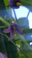 Solanum dulcamara