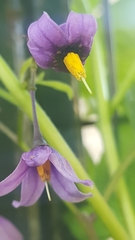 Solanum dulcamara