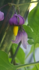 Solanum dulcamara