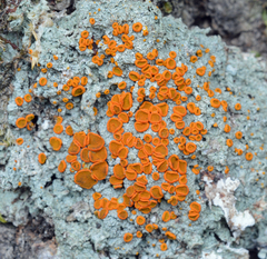 Brigantiaea leucoxantha