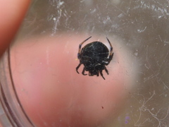 Eriovixia hainanensis