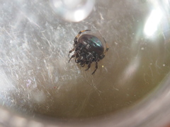 Eriovixia hainanensis