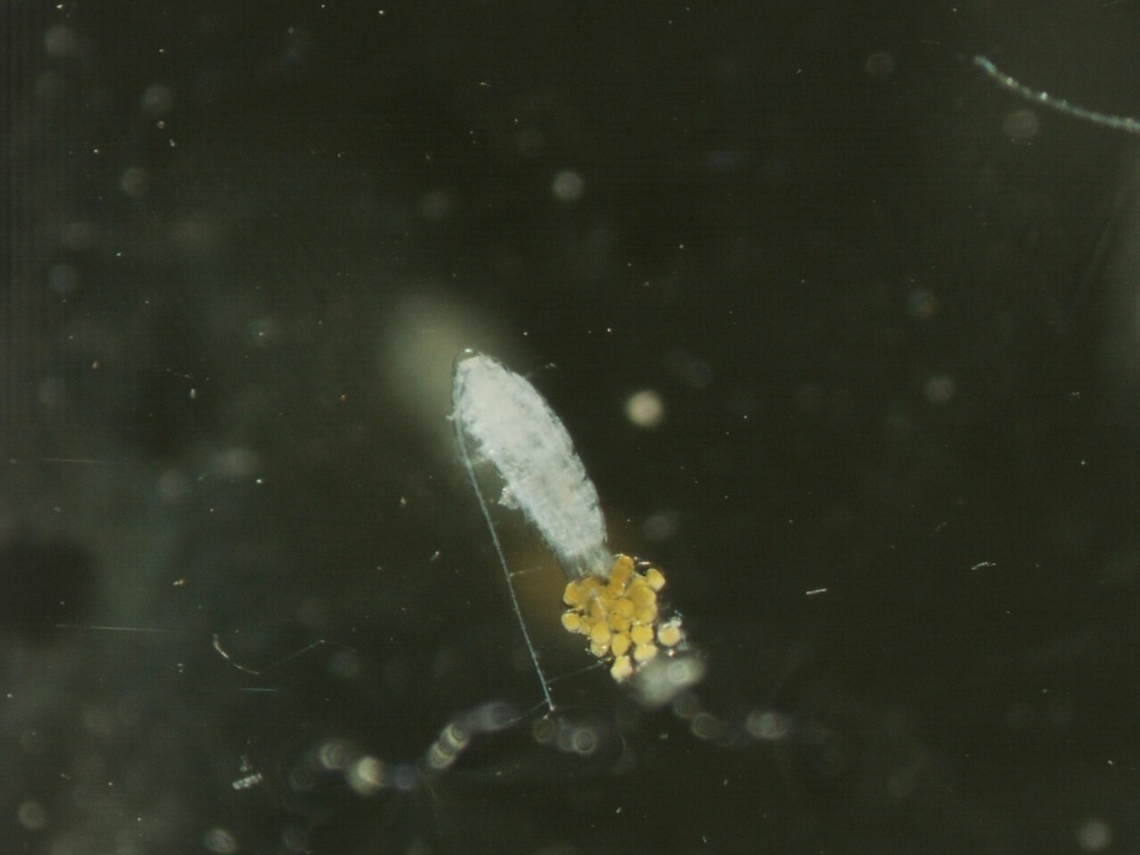 Leptodiaptomus