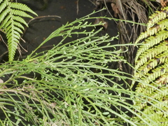 Carmichaelia odorata