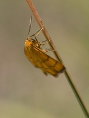 Idaea aureolaria
