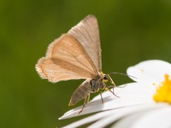 Minoa murinata