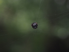 Eriovixia hainanensis