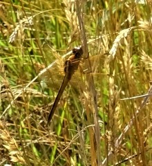 Libellula auripennis