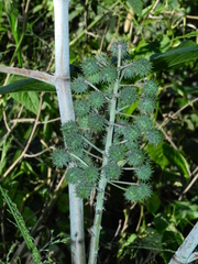 Ricinus communis
