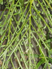 Carmichaelia odorata