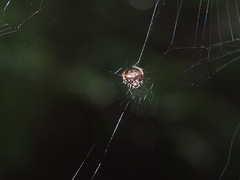 Eriovixia hainanensis