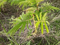 Calliandra houstoniana calothyrsus
