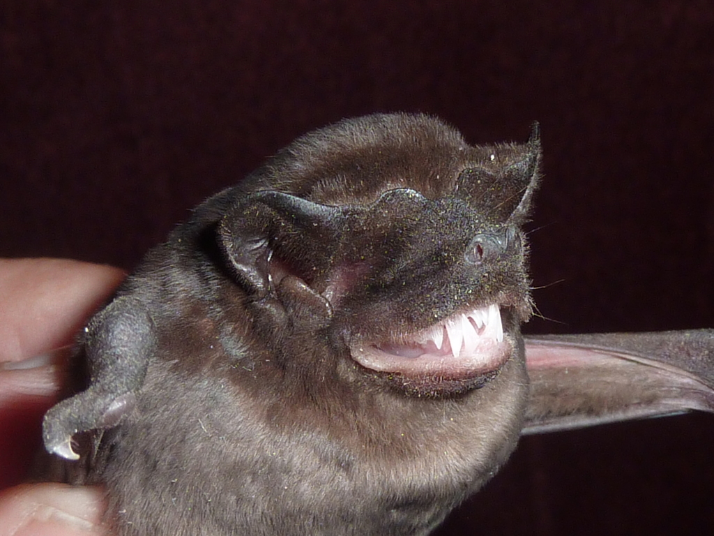 Brown Mastiff Bat