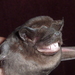 Brown Mastiff Bat - Photo (c) Luis F. Aguirre, some rights reserved (CC BY-NC), uploaded by Luis F. Aguirre