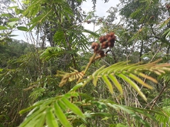 Calliandra houstoniana calothyrsus