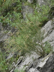 Carmichaelia odorata