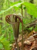 Jack-in-the-Pulpit - Photo (c) Jason Hollinger, some rights reserved (CC BY)