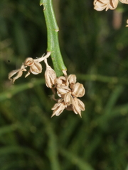 Carmichaelia odorata
