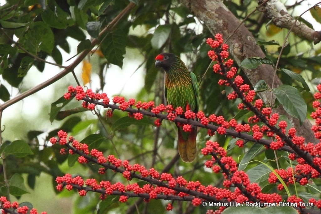 Bronze, Cardinal and Dusky Lories