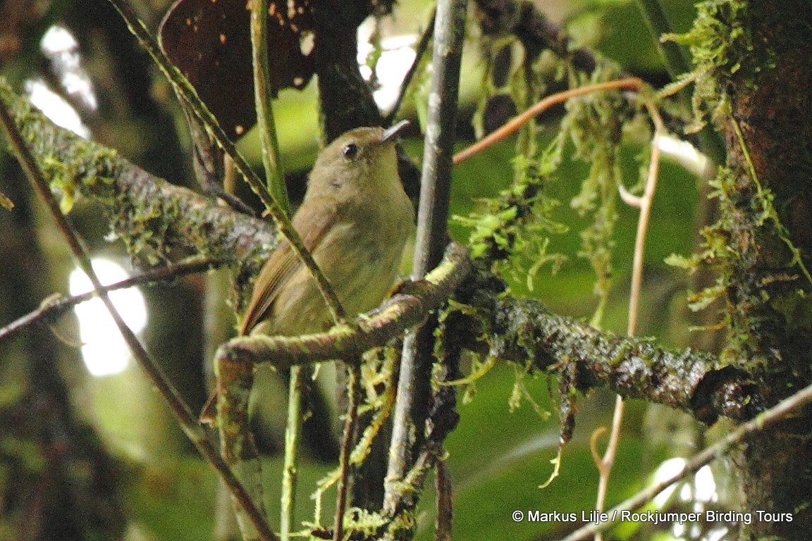 Grey-green Scrubwren illustration