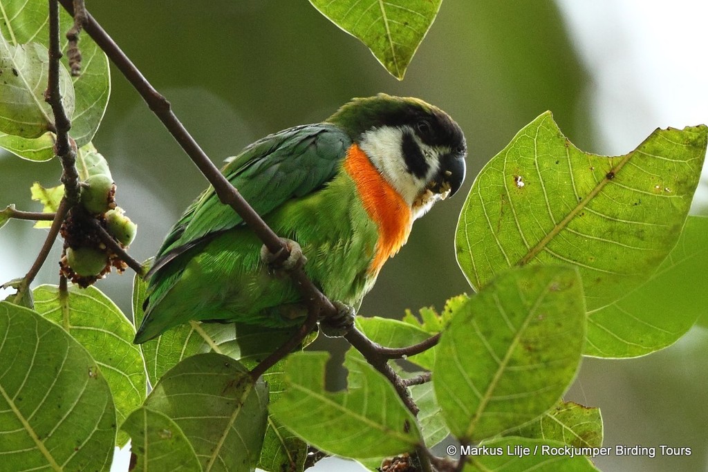 Nannopsittacus