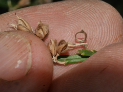 Carmichaelia odorata