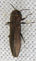 Agrilus laticornis